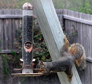 My kind of squirrel!